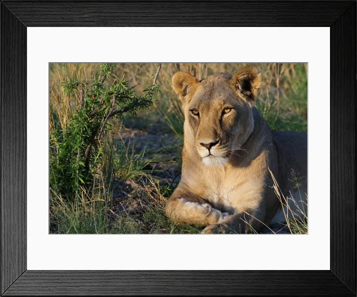 Framed Print : Lioness (Panthera leo). Deception Valley Lodge. Central Kalahari Game Reserve. Botswana
