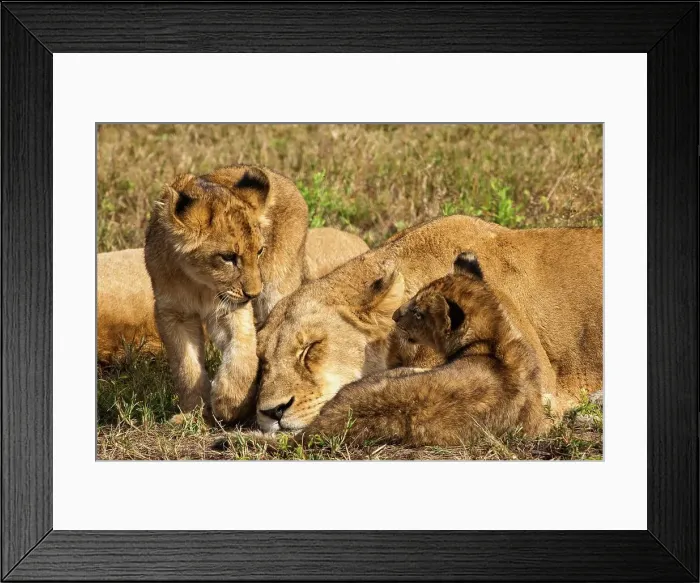 Framed Print : Lion (Panthera leo) cubs. MalaMala (Mala Mala) Game Reserve Framed Print : Lion (Panthera leo) cubs. MalaMala (Mala Mala) Game Reserve