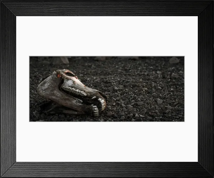 Framed Print : Hartmann's mountain zebra (Equus zebra hartmannae) skull Framed Print : Hartmann's mountain zebra (Equus zebra hartmannae) skull