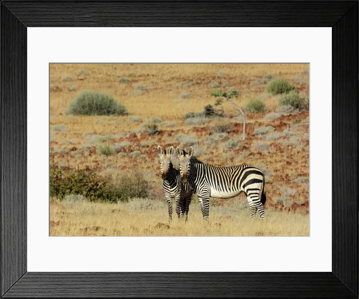 Framed Print : Hartmann's mountain zebra (Equus zebra hartmannae)