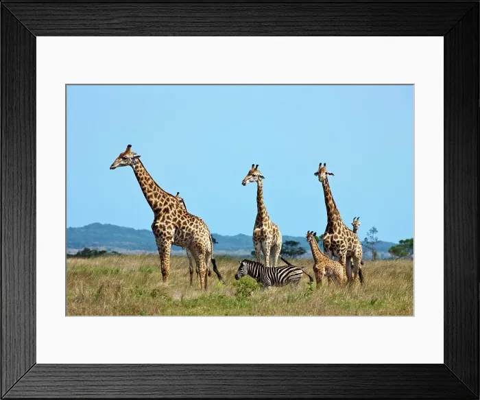 Framed Print : Giraffe Giraffa Camelopardalis} in the Western Shores of Isimangaliso Wetland Park (Greater St Lucia Wetland Park) Framed Print : Giraffe Giraffa Camelopardalis} in the Western Shores of Isimangaliso Wetland Park (Greater St Lucia Wetland Park)