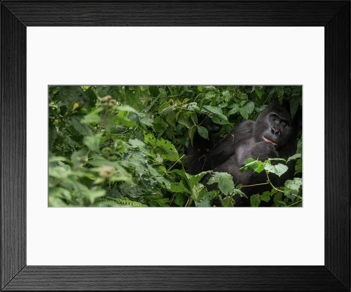 Framed Print : Mountain gorilla (Gorilla beringei beringei)