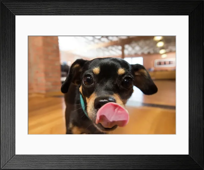 Framed Print : BLD234685. Close up of dog with tongue out Framed Print : BLD234685. Close up of dog with tongue out