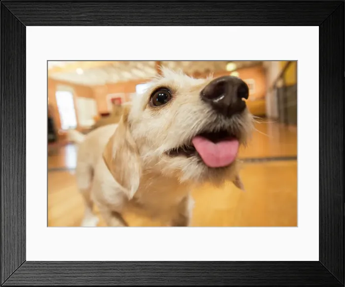 Framed Print : BLD234686. Close up of dog with tongue out - dogs