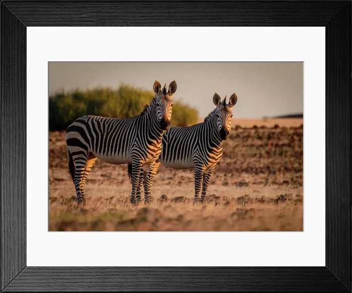 Framed Print : Hartmann's mountain zebra (Equus zebra hartmannae) Framed Print : Hartmann's mountain zebra (Equus zebra hartmannae)