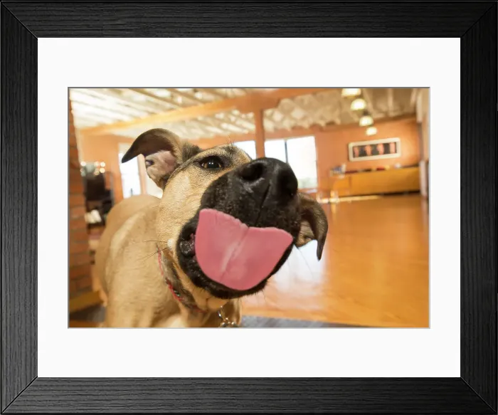 Framed Print : BLD234688. Close up of dog with tongue out - dogs Framed Print : BLD234688. Close up of dog with tongue out - dogs