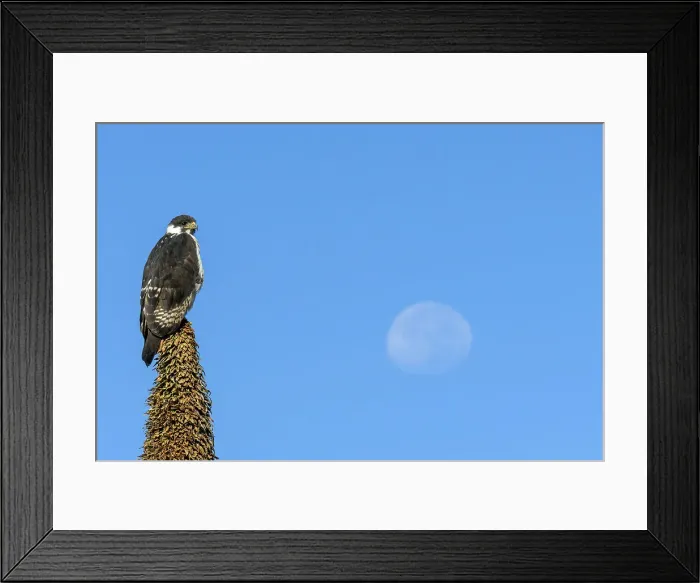 Framed Print : Augur buzzard (Buteo augur). Bale Mountains National Park Framed Print : Augur buzzard (Buteo augur). Bale Mountains National Park