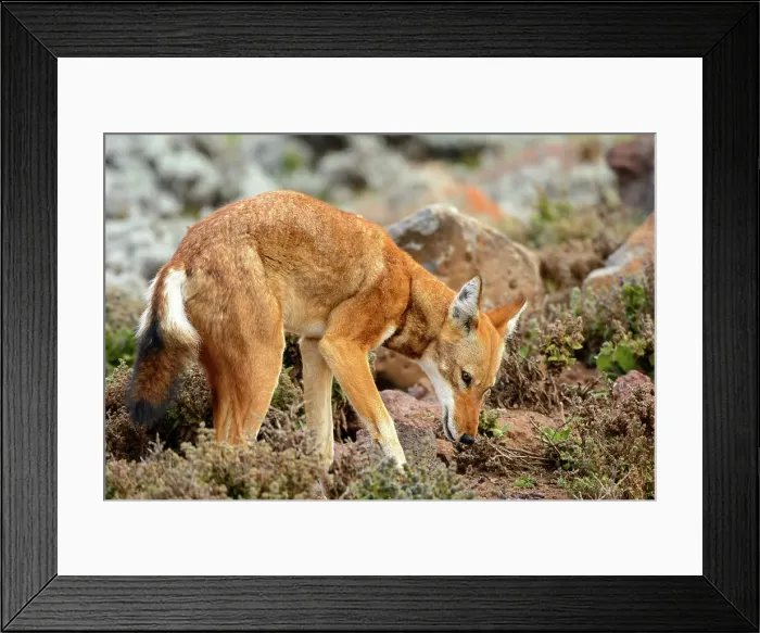 Framed Print : Ethiopian wolf (Canis simensis) also know as Abyssinian wolf Framed Print : Ethiopian wolf (Canis simensis) also know as Abyssinian wolf