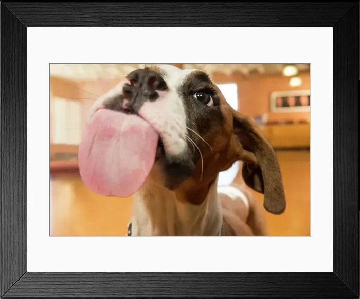 Framed Print : BLD234687. Close up of dog with tongue out Framed Print : BLD234687. Close up of dog with tongue out