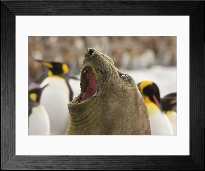 Framed Print : Southern Elephant seal (Mirounga leonina) pup calling and King Penguins (Aptenodytes Patagonicus) in the background