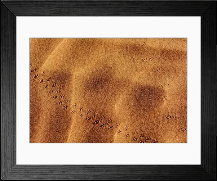 Framed Print : Insect tracks in desert sand. Sossusvlei Framed Print : Insect tracks in desert sand. Sossusvlei