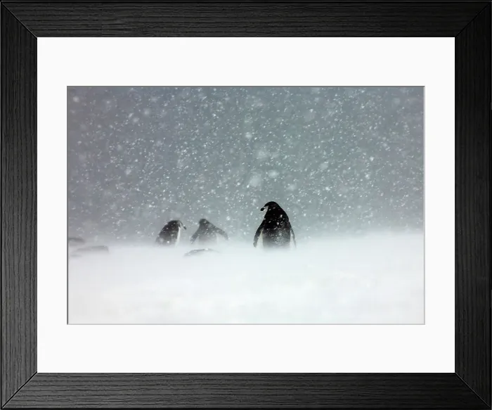Framed Print : Chinstrap penguins (Pygoscelis antarcticus) in snowstorm