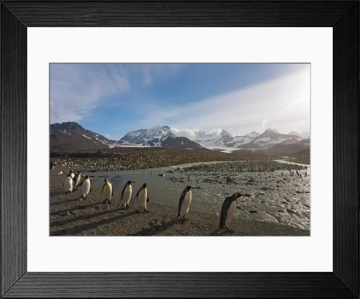 Framed Print : Colony of King penguins (Aptenodytes patagonicus) on the beach, St. Andrews Bay, South Georgia