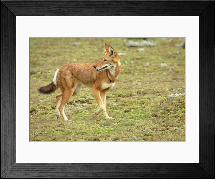 Framed Print : Ethiopian wolf (Canis simensis) also know as Abyssinian wolf Framed Print : Ethiopian wolf (Canis simensis) also know as Abyssinian wolf