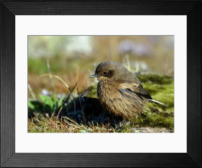 Framed Print : Alpine chat or moorland chat (Cercomela sordida) Framed Print : Alpine chat or moorland chat (Cercomela sordida)