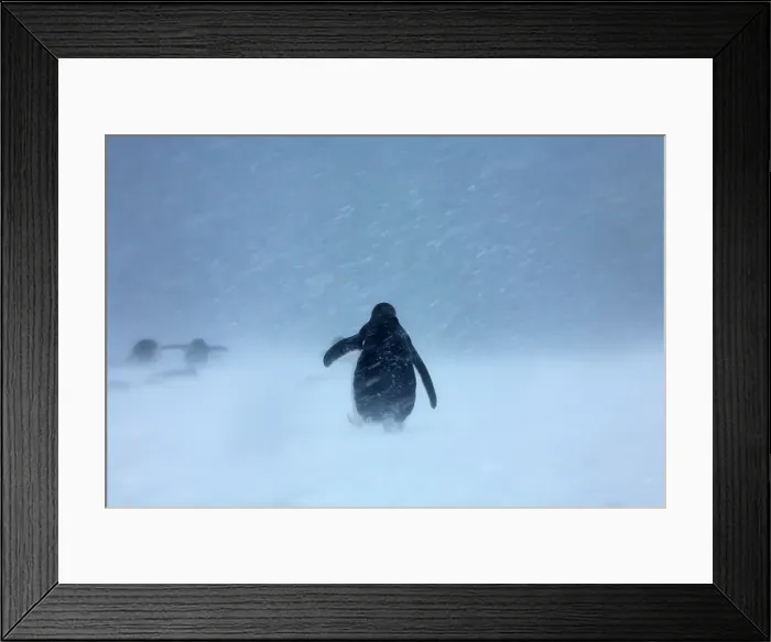 Framed Print : Chinstrap penguins (Pygoscelis antarcticus) in snowstorm Framed Print : Chinstrap penguins (Pygoscelis antarcticus) in snowstorm
