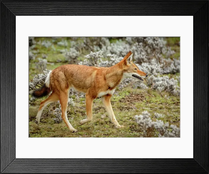 Framed Print : Ethiopian wolf (Canis simensis) also know as Abyssinian wolf Framed Print : Ethiopian wolf (Canis simensis) also know as Abyssinian wolf