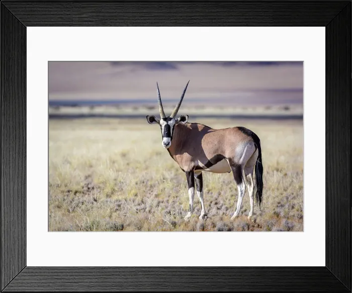 Framed Print : Desert scenery and gemsbok or gemsbuck (Oryx gazella) Framed Print : Desert scenery and gemsbok or gemsbuck (Oryx gazella)