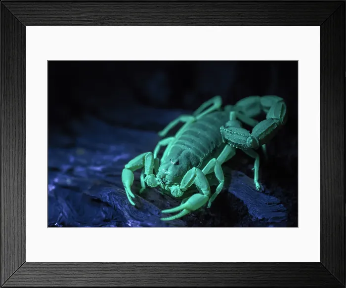 Framed Print : Scorpion under Ultra Violet light Framed Print : Scorpion under Ultra Violet light