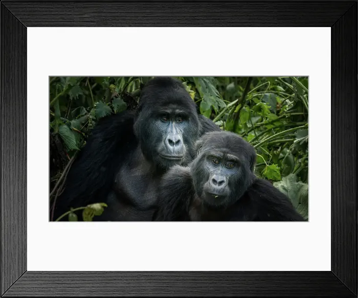 Framed Print : Mountain gorilla (Gorilla beringei beringei)