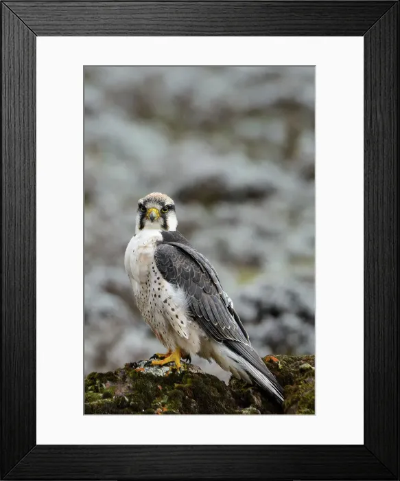 Framed Print : Lanner Falcon (Falco biarmicus) Framed Print : Lanner Falcon (Falco biarmicus)