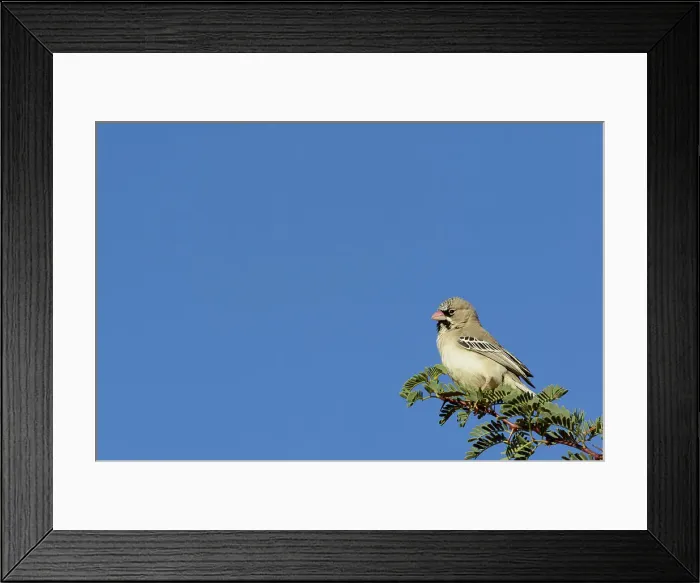 Framed Print : Scaly-feathered weaver (Sporopipes squamifrons) Framed Print : Scaly-feathered weaver (Sporopipes squamifrons)