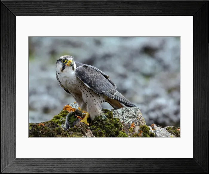 Framed Print : Lanner Falcon (Falco biarmicus) Framed Print : Lanner Falcon (Falco biarmicus)