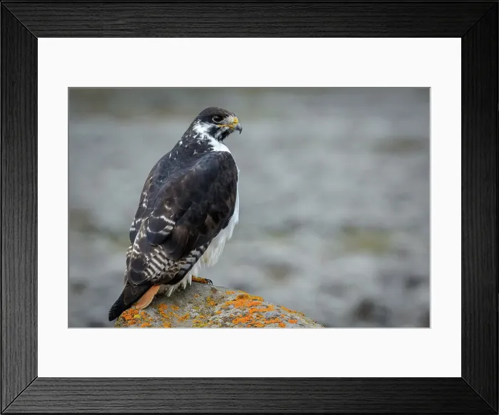 Framed Print : Augur buzzard (Buteo augur). Bale Mountains National Park Framed Print : Augur buzzard (Buteo augur). Bale Mountains National Park