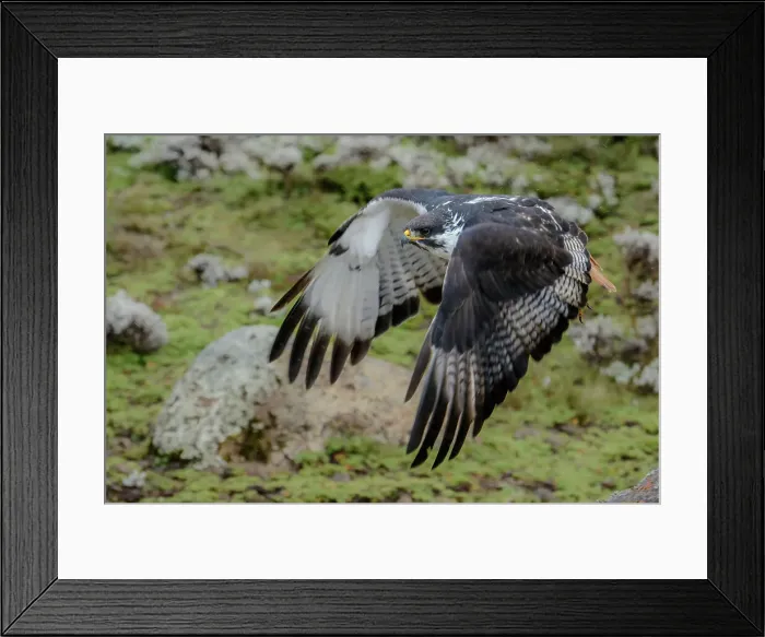 Framed Print : Augur buzzard (Buteo augur) in Floght