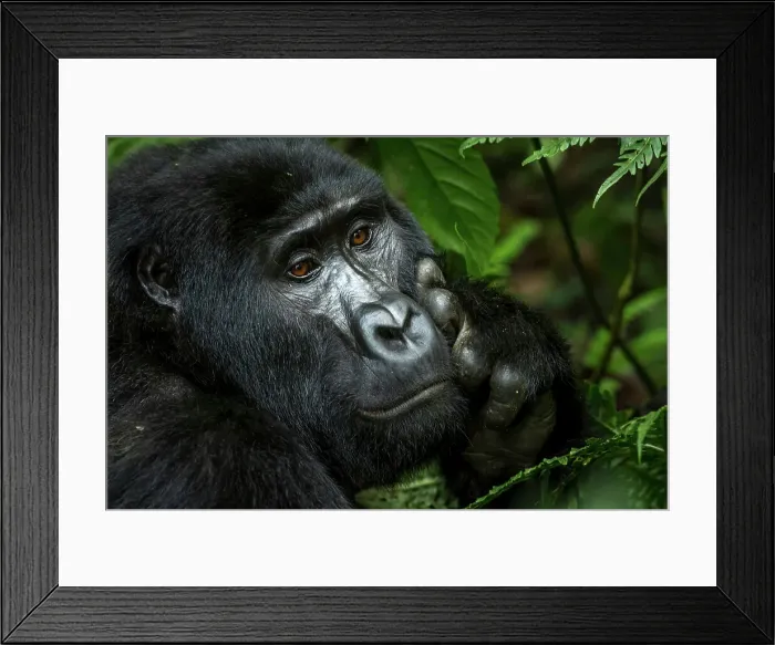 Framed Print : Mountain gorilla (Gorilla beringei beringei) Framed Print : Mountain gorilla (Gorilla beringei beringei)