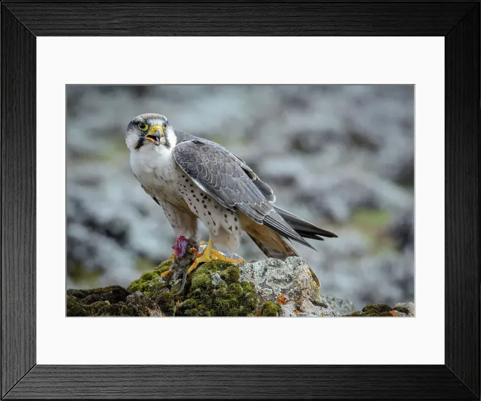 Framed Print : Lanner Falcon (Falco biarmicus) Framed Print : Lanner Falcon (Falco biarmicus)