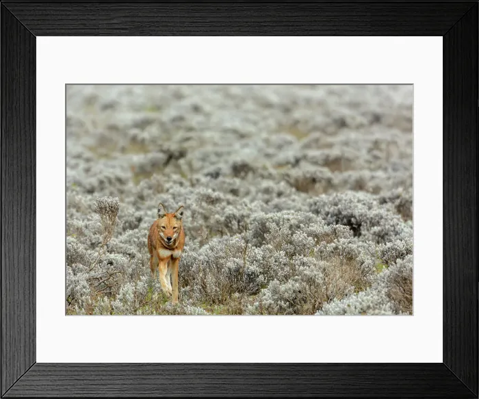 Framed Print : Ethiopian wolf (Canis simensis) also know as Abyssinian wolf Framed Print : Ethiopian wolf (Canis simensis) also know as Abyssinian wolf