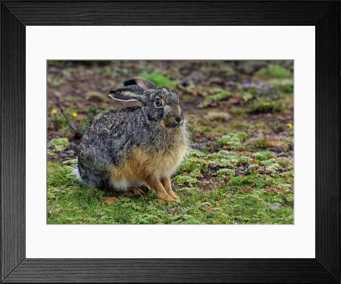 Framed Print : Starck's Hare (Lepus starcki) Framed Print : Starck's Hare (Lepus starcki)