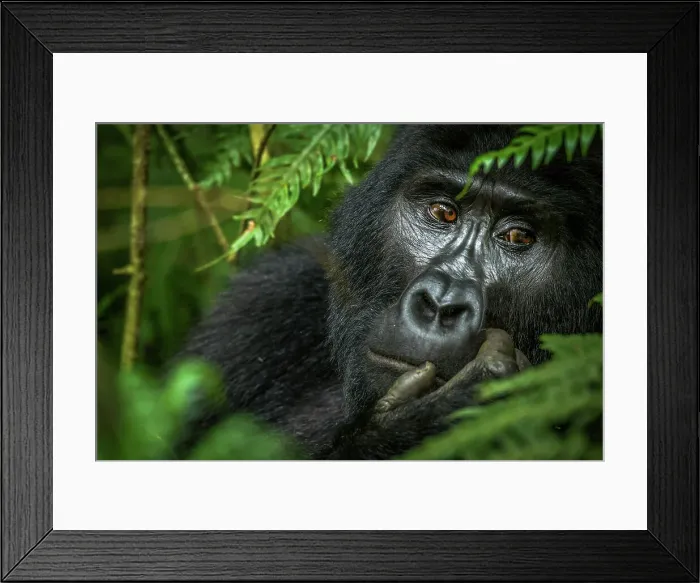 Framed Print : Mountain gorilla (Gorilla beringei beringei) Framed Print : Mountain gorilla (Gorilla beringei beringei)