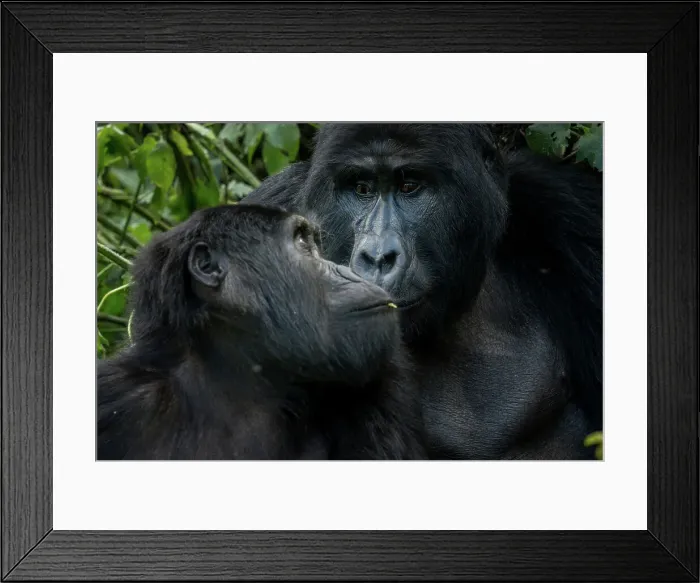 Framed Print : Mountain gorilla (Gorilla beringei beringei) Framed Print : Mountain gorilla (Gorilla beringei beringei)