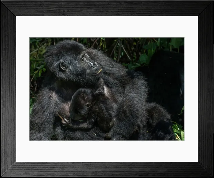 Framed Print : Mountain gorilla (Gorilla beringei beringei) baby Framed Print : Mountain gorilla (Gorilla beringei beringei) baby