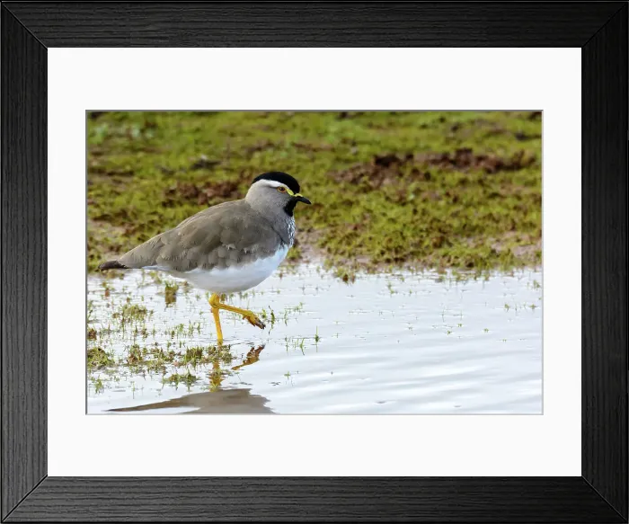 Framed Print : Spot-breasted Lapwing (Vanellus melanocephalus) Framed Print : Spot-breasted Lapwing (Vanellus melanocephalus)