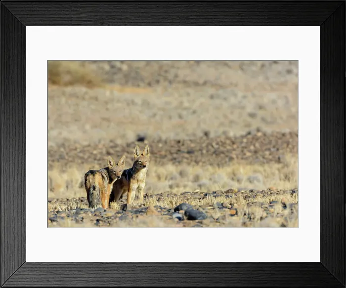 Framed Print : Black-backed jackal (Canis mesomelas) Framed Print : Black-backed jackal (Canis mesomelas)