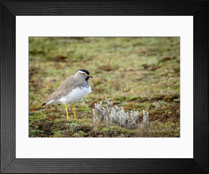 Framed Print : Spot-breasted Lapwing (Vanellus melanocephalus)