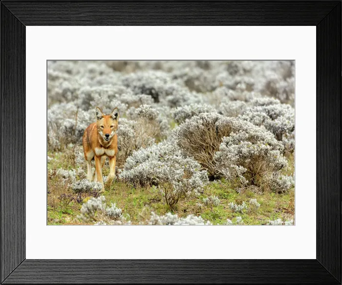 Framed Print : Ethiopian wolf (Canis simensis) also know as Abyssinian wolf Framed Print : Ethiopian wolf (Canis simensis) also know as Abyssinian wolf
