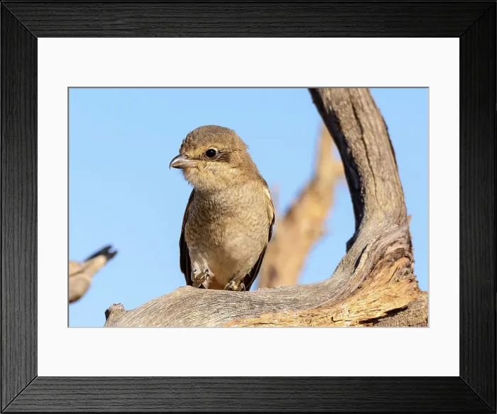 Framed Print : Red-backed shrike (Lanius collurio) female Framed Print : Red-backed shrike (Lanius collurio) female