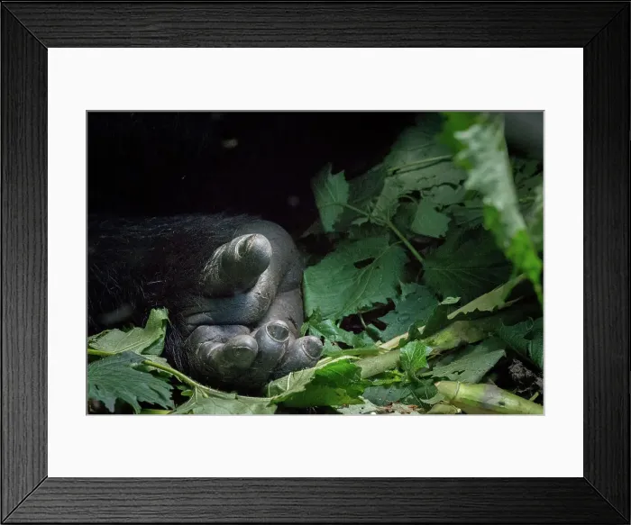Framed Print : Mountain gorilla (Gorilla beringei beringei) Framed Print : Mountain gorilla (Gorilla beringei beringei)