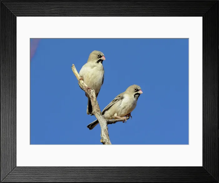 Framed Print : Scaly-feathered weaver (Sporopipes squamifrons) Framed Print : Scaly-feathered weaver (Sporopipes squamifrons)