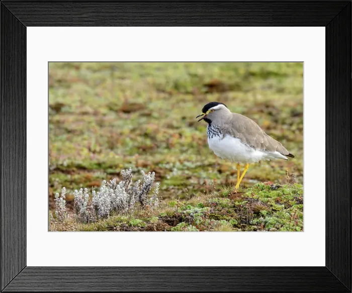 Framed Print : Spot-breasted Lapwing (Vanellus melanocephalus)