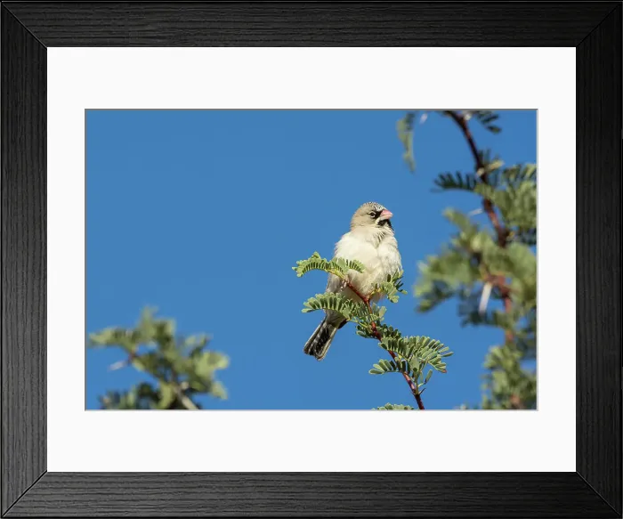 Framed Print : Scaly-feathered weaver (Sporopipes squamifrons) Framed Print : Scaly-feathered weaver (Sporopipes squamifrons)