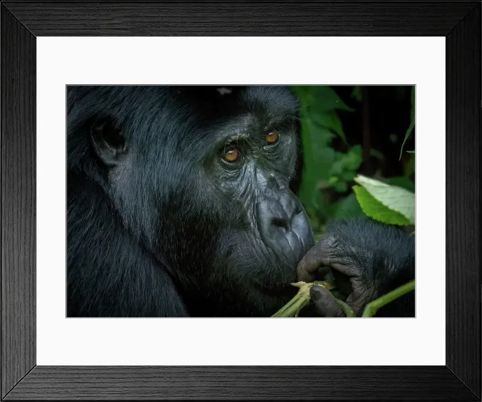 Framed Print : Mountain gorilla (Gorilla beringei beringei) Framed Print : Mountain gorilla (Gorilla beringei beringei)
