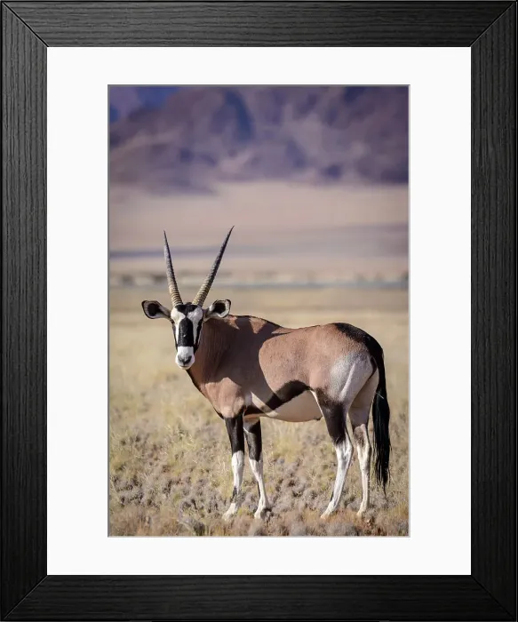 Framed Print : Desert scenery and gemsbok or gemsbuck (Oryx gazella) Framed Print : Desert scenery and gemsbok or gemsbuck (Oryx gazella)