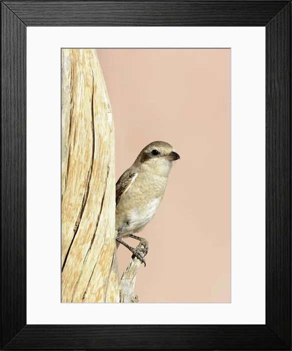 Framed Print : Red-backed shrike (Lanius collurio) female