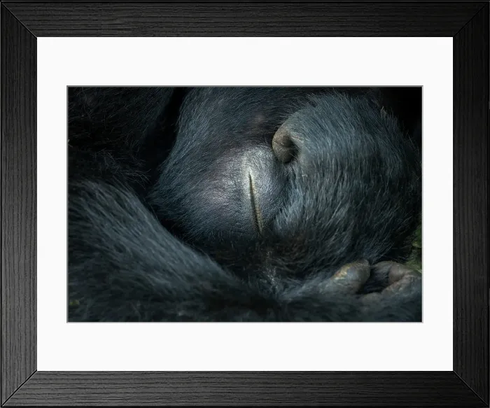 Framed Print : Mountain gorilla (Gorilla beringei beringei) sleeping Framed Print : Mountain gorilla (Gorilla beringei beringei) sleeping