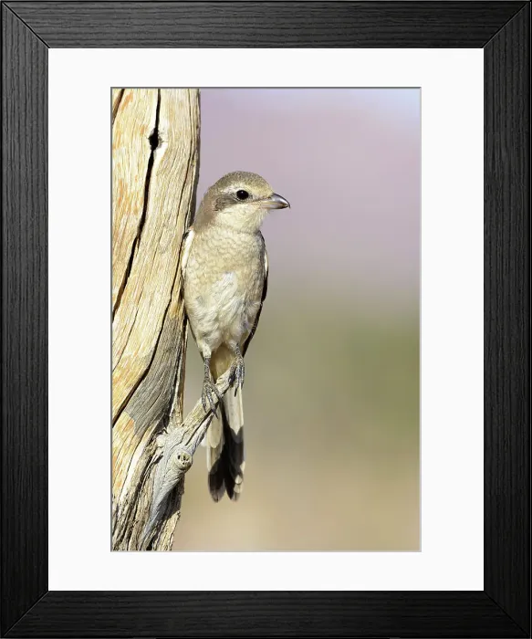Framed Print : Red-backed shrike (Lanius collurio) female